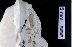 Foto (Detailansicht) von Cracensigillatus acutirostrus (Moericke, 1889) (NHMW-GEO-1990-0041-0444b)